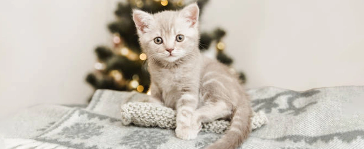 noel-selection-cadeau sélection de cadeau de noël