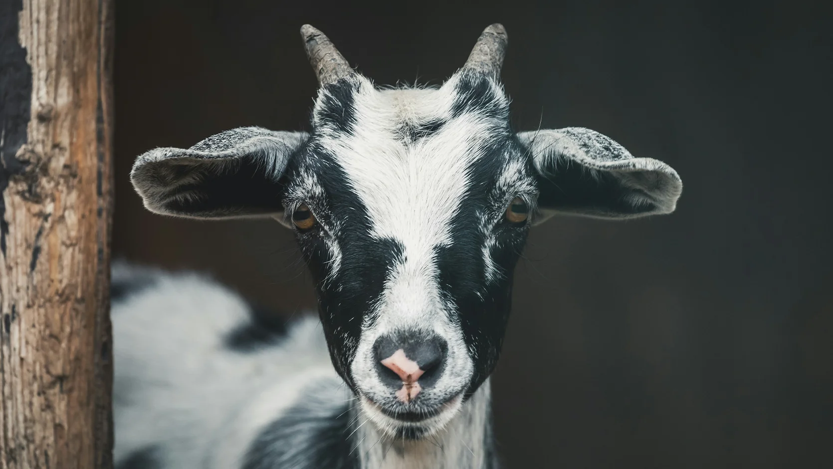 lait-chevre-savon lait chevre savon