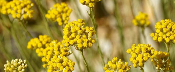 Fleur-immortelle-bienfaits-peau.jpg Fleur-immortelle-bienfaits-peau.jpg